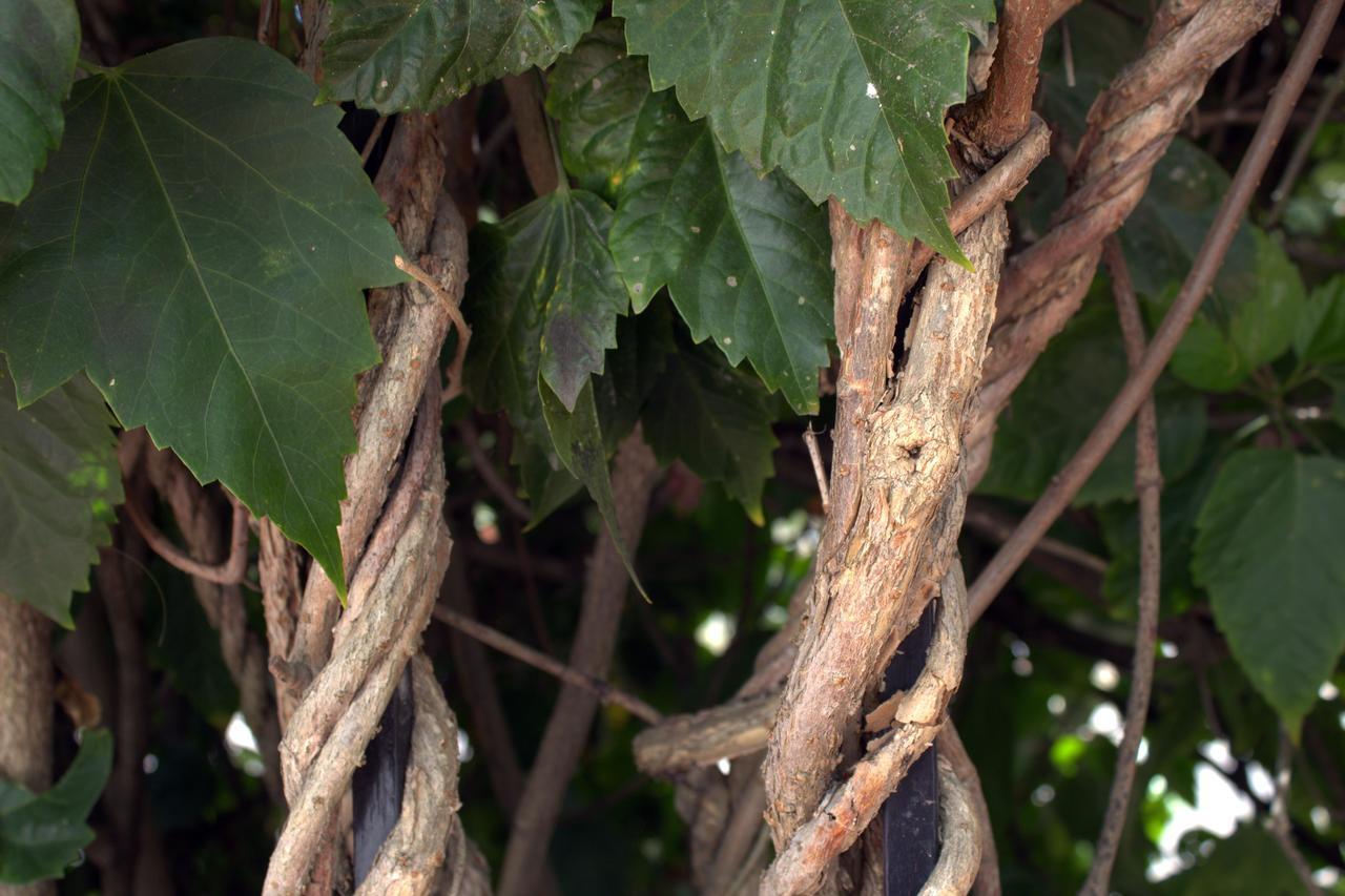 Casa Kimberley Private Villa Rincon de Guayabitos Εξωτερικό φωτογραφία